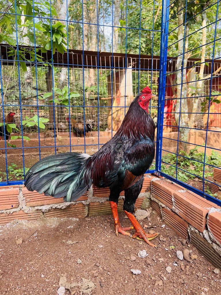 Gà chọi 3.3kg Đen Đỏ Đực. Mua bán Gà tại Thị xã Bình Long Bình Phước được đăng bởi Hạo Bình Phước hình 1