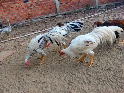 Gà cảnh thực phẩm khỏe mạnh