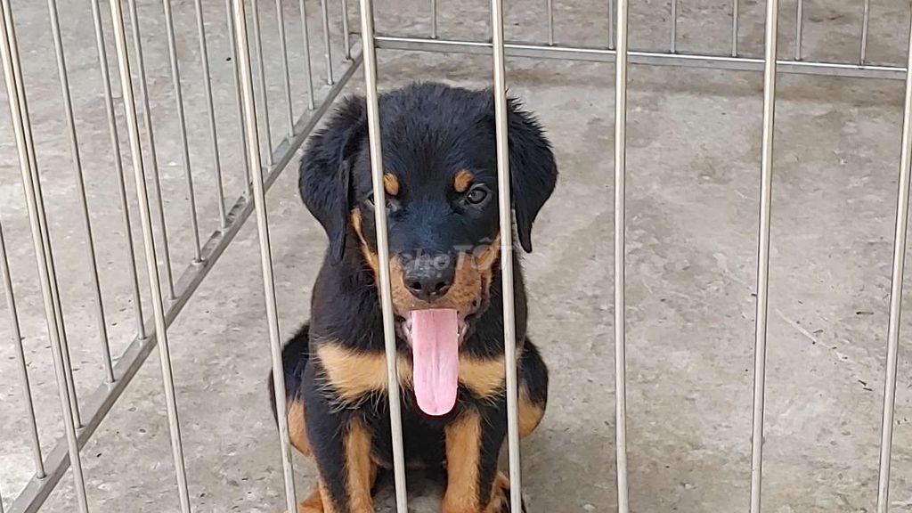 Chó Rottweiler.TTH.SG