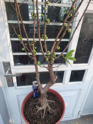 Sung nếp kiểu bonsai lớn đế rễ nôm đẹp đầy trái. Mua bán Cây cảnh, đồ trang trí tại Quận Tân Bình Tp Hồ Chí Minh được đăng bởi Vườn Phố