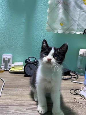 Mèo Tuxedo Anh Lông Ngắn