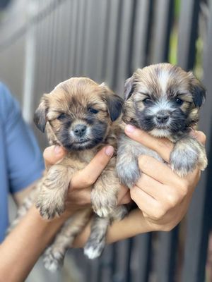 Chó Nhật lai BK gần 2 tháng