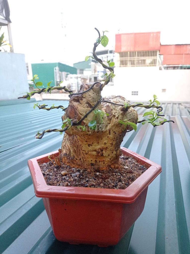 Cây Duối bonsai