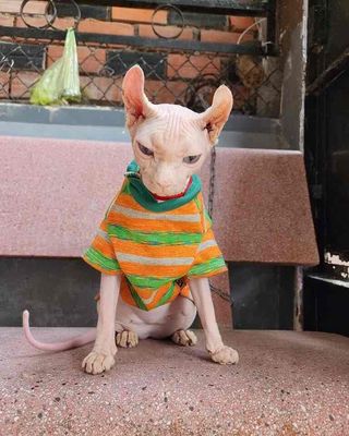 Mèo Ai Cập cái 1 tuổi