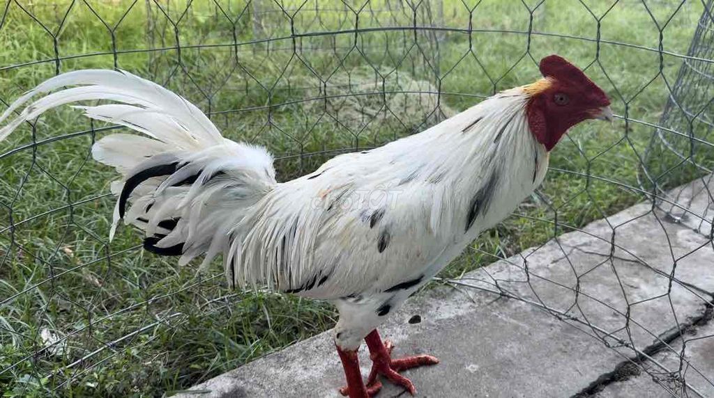 Gà chọi 3.3kg Trắng Đực. Mua bán Gà tại Thành phố Ngã Bảy Hậu Giang được đăng bởi Phong hình 1