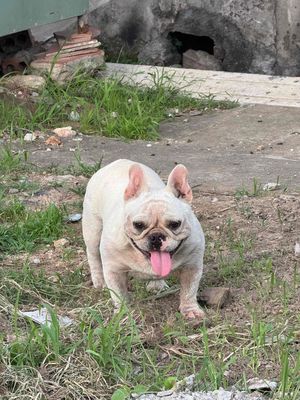 Chó Bull Pháp cái 11 tháng màu Trắng