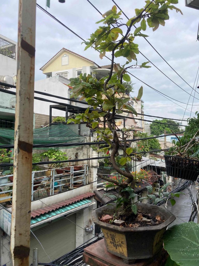 go vap/ Tly cay mai lau nam. Mua bán Cây cảnh, đồ trang trí tại Quận Gò Vấp Tp Hồ Chí Minh được đăng bởi ngoc hình 1