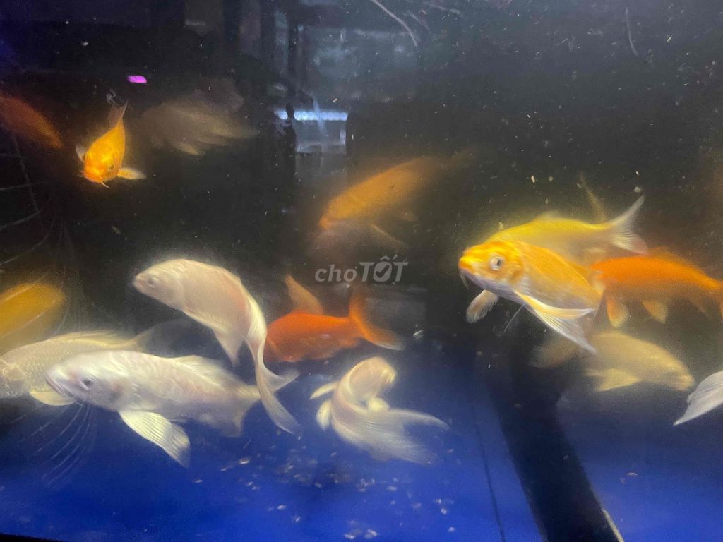 Cá chép phi tần vàng trắng cam 10-12 cm. Mua bán Thú cưng khác tại Quận 12 Tp Hồ Chí Minh được đăng bởi Cá Cảnh Hiệp Thành hình 1