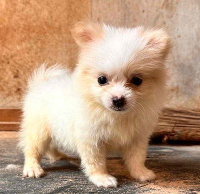 Chó Phốc Sóc Trắng kem 2 tháng