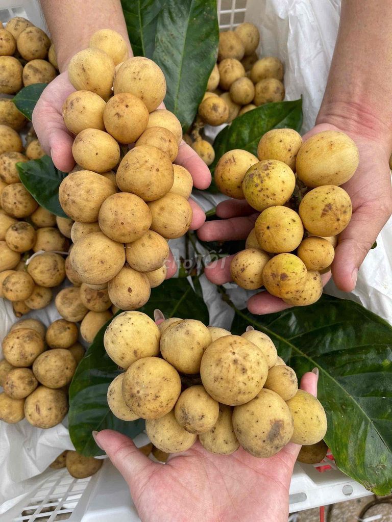 Bòn bon Thái Lan. Mua bán Đồ ăn, thực phẩm và các loại khác tại Quận Tân Phú Tp Hồ Chí Minh được đăng bởi Bảo Long Food  hình 1