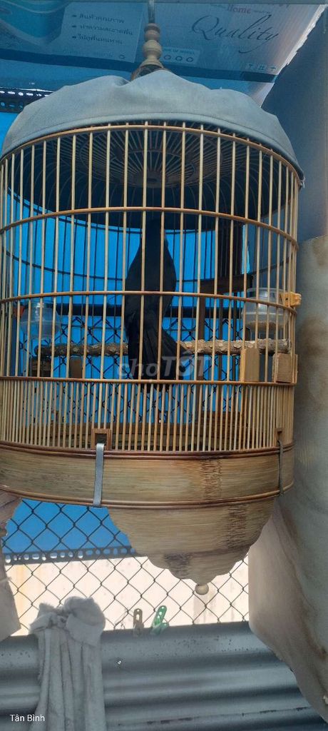 Ba mùa... Mua bán Chim tại Quận Tân Bình Tp Hồ Chí Minh được đăng bởi Đam mê 1Thời hình 1