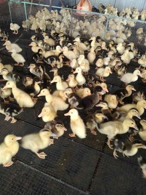 Bán vịt giống khỏe mạnh. Mua bán Đồ chuyên dụng, Giống nuôi trồng tại Thành phố Dĩ An Bình Dương được đăng bởi Cỏ Dại 