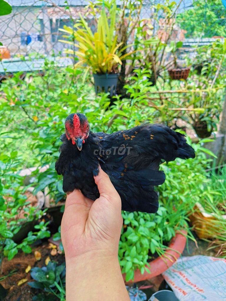 Gà tre bắc ô que 7 tháng 3.4 lạng. Mua bán Gà tại Quận Ô Môn Cần Thơ được đăng bởi  Phuc hình 1