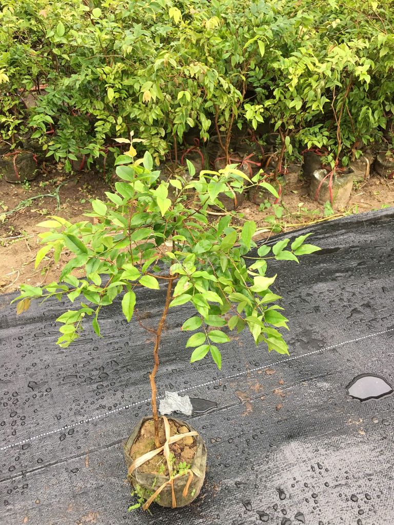 Cây Nho thân gỗ cao 70cm -1m. Mua bán Cây cảnh, đồ trang trí tại Huyện Gia Lâm Hà Nội được đăng bởi Hoàng thị muôn hình 1