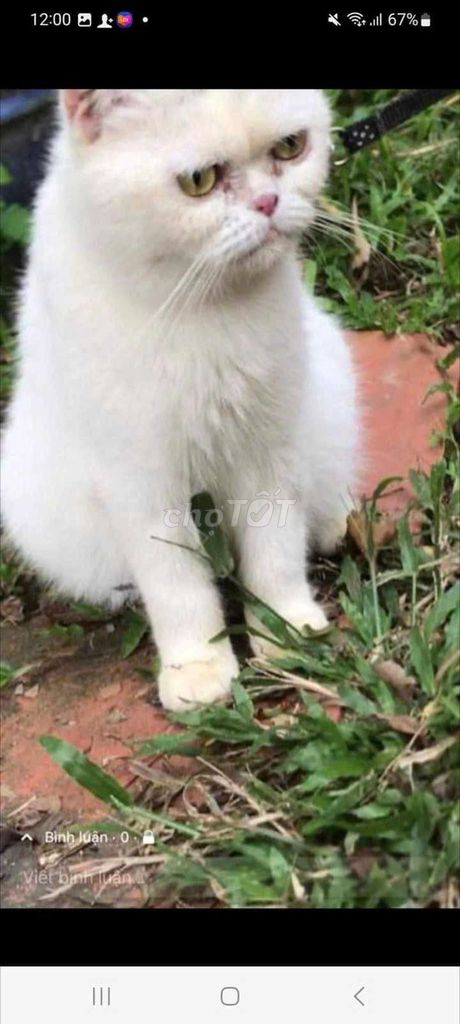 Mèo Ba Tư full Trắng tiêm vaccine đầy đủ. Mua bán Mèo tại Quận Thốt Nốt Cần Thơ được đăng bởi Vựa Mèo Xinh giá luôn rẻ  bhsk  tốt  hình 1