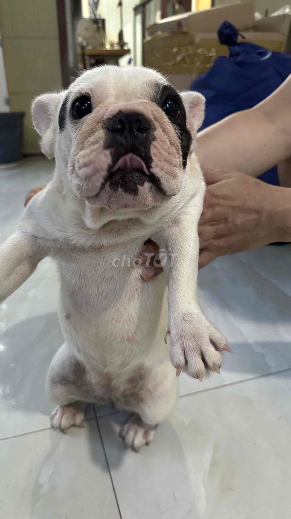 bull pháp 9 tháng tuổi. Mua bán Chó tại Huyện Châu Thành Bến Tre được đăng bởi Đạt hình 3