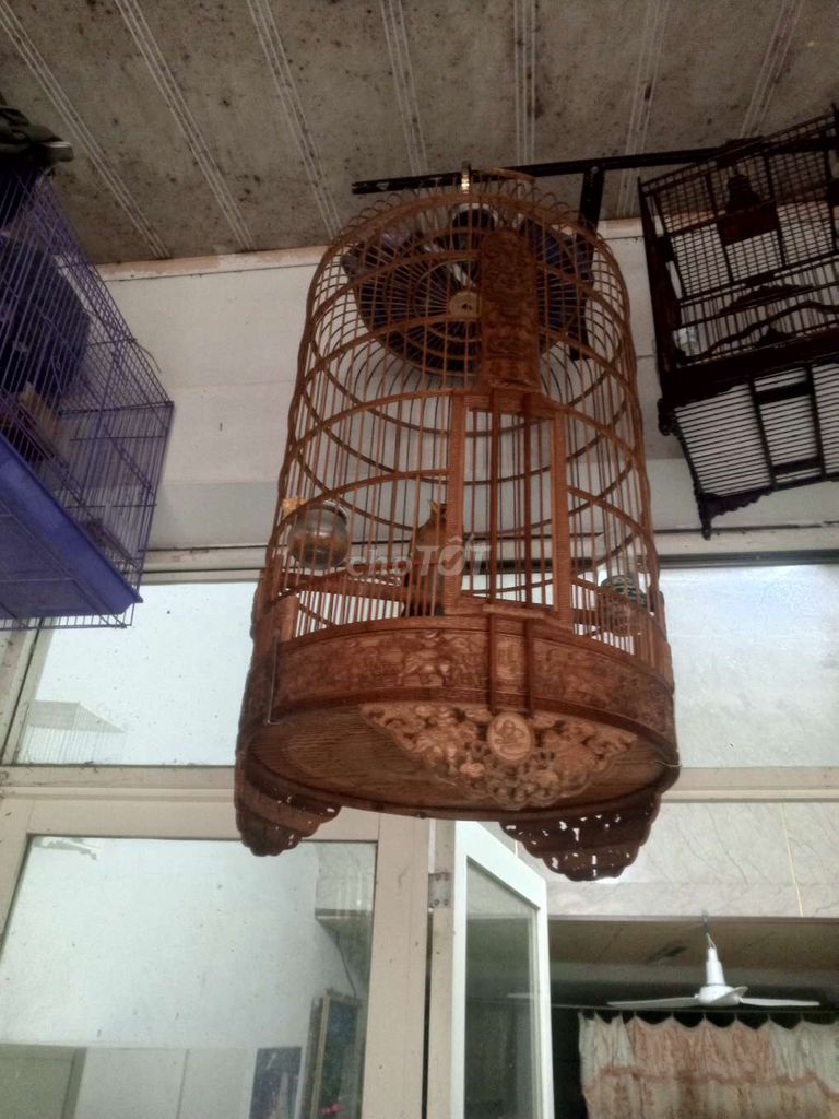 Chim Hoạ mi Thuần Nâu. Mua bán Chim tại Thành phố Thanh Hóa Thanh Hóa được đăng bởi Hoài Nam  hình 1