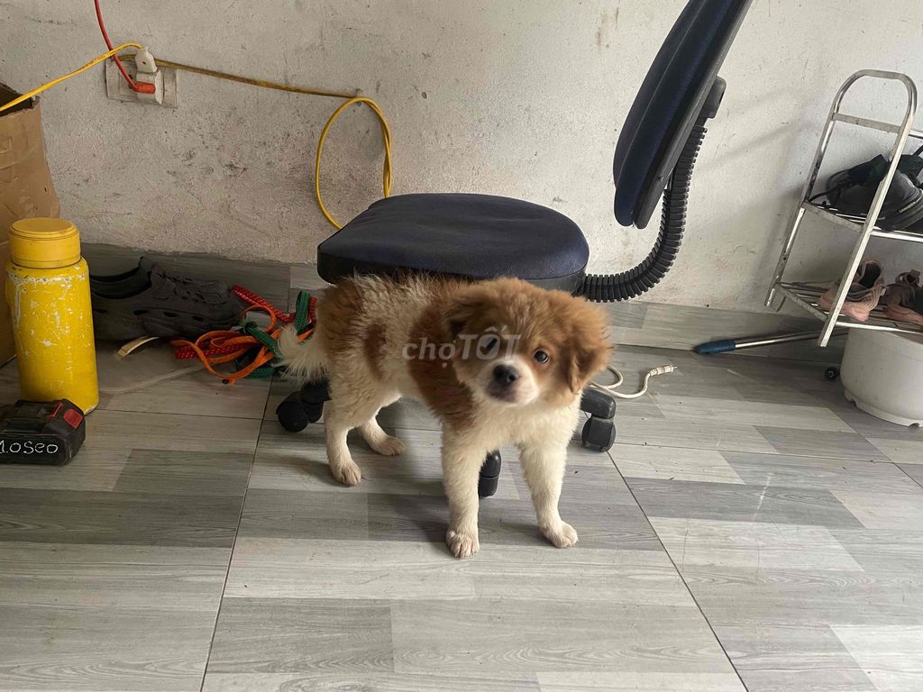 Chó Phốc lai đực 4 tháng đã tiêm. Mua bán Chó tại Quận Bắc Từ Liêm Hà Nội được đăng bởi cú mèo non hình 1