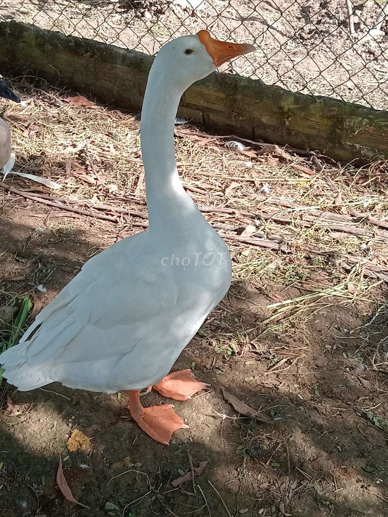 Ngong lón con gióng tây ninh. Mua bán Thú cưng khác tại Huyện Trảng Bàng Tây Ninh được đăng bởi Trại Dế mèn An Đước hình 1