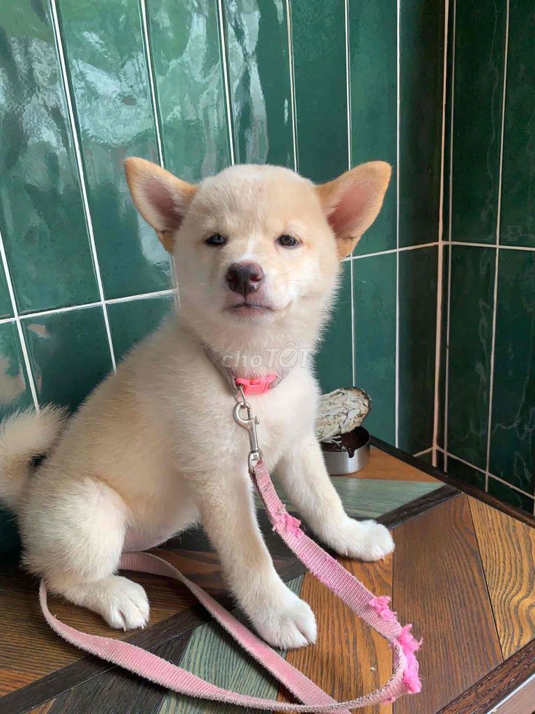 Chó Shiba thuần chủng 4 tháng tuổi. Mua bán Chó tại Quận Bình Thạnh Tp Hồ Chí Minh được đăng bởi Hào Trạch hình 1
