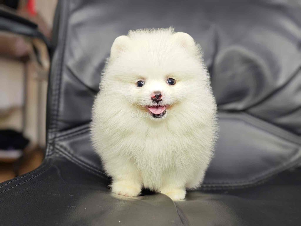 Chó Pomeranian Trắng đã tiêm phòng. Mua bán Chó tại Thành phố Châu Đốc An Giang được đăng bởi Nguyễn Thị Huỳnh Mai hình 1