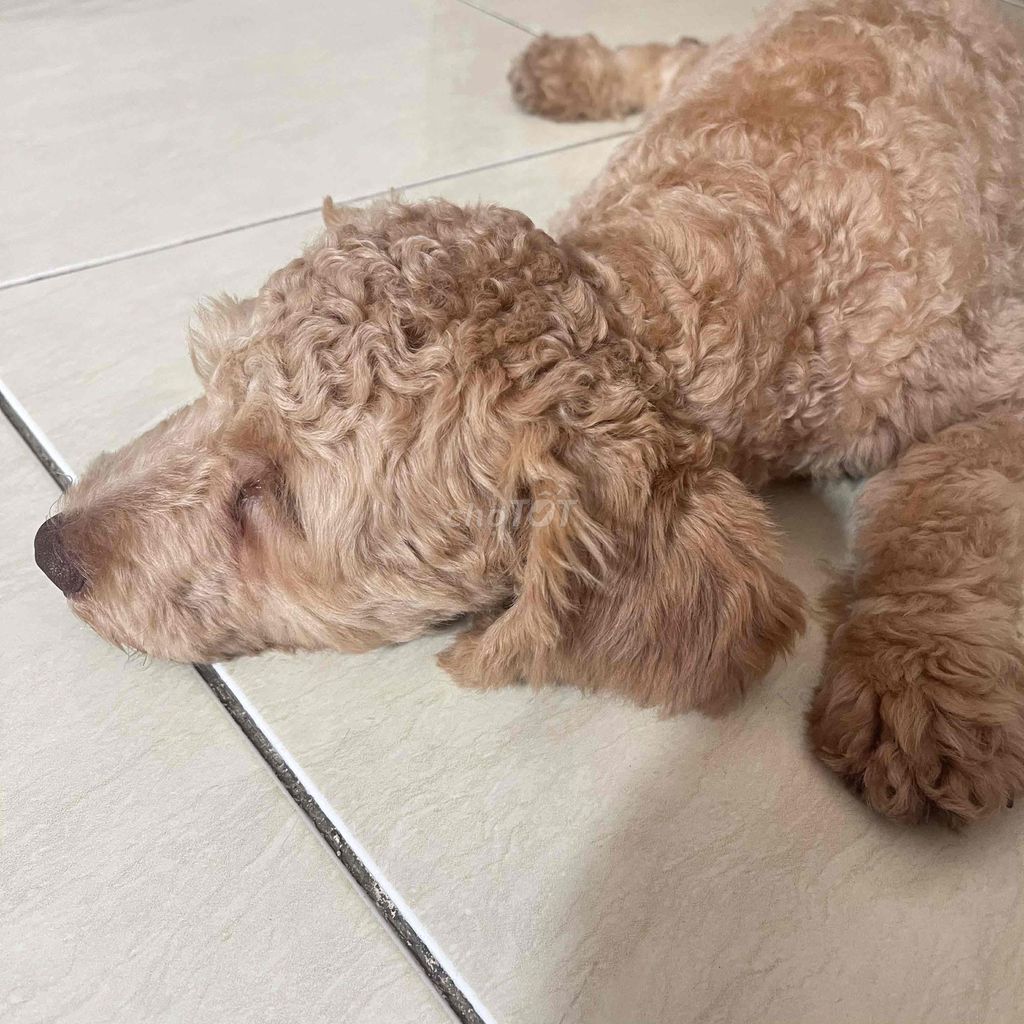 Chó Poodle đực 6 tháng đã chích ngừa. Mua bán Chó tại Quận Gò Vấp Tp Hồ Chí Minh được đăng bởi bao long hình 1