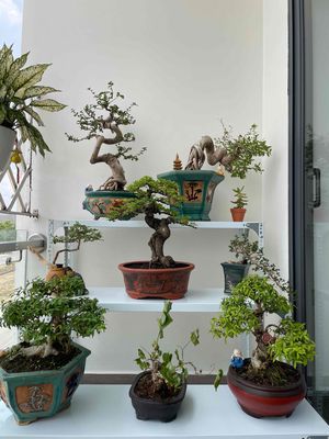 dọn nhà thanh ly cây bonsai