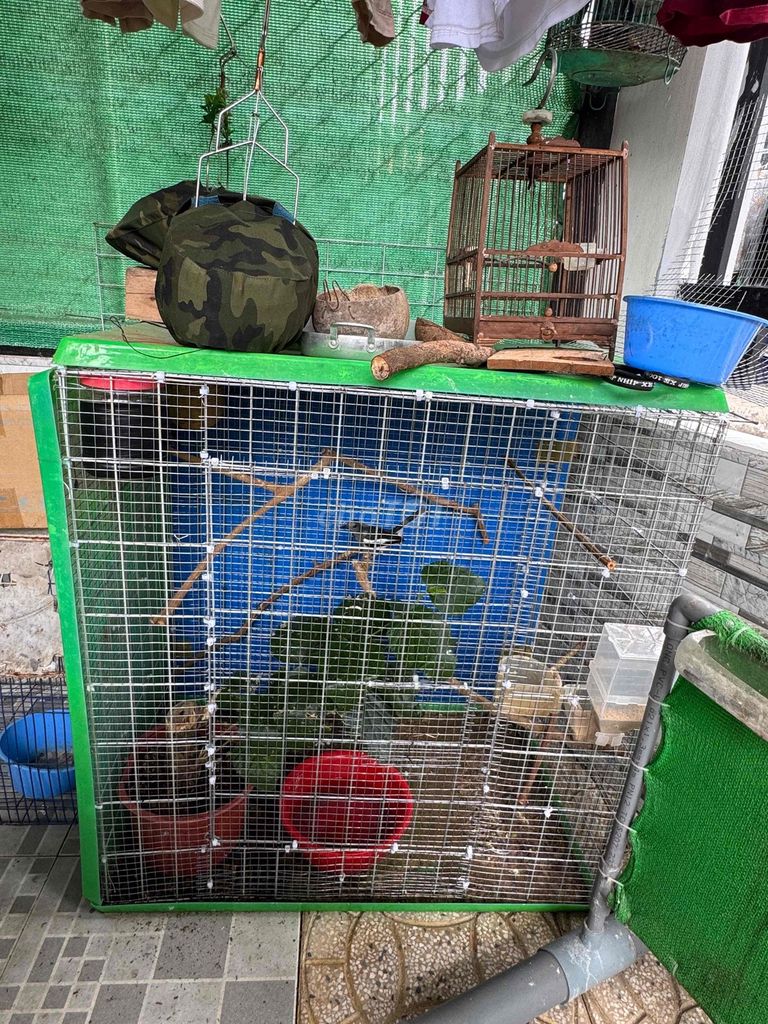 Lồng chim kim loại + cặp chèo than trống mái. Mua bán Phụ kiện, Thức ăn, Dịch vụ tại Quận Ninh Kiều Cần Thơ được đăng bởi Chú An hình 1