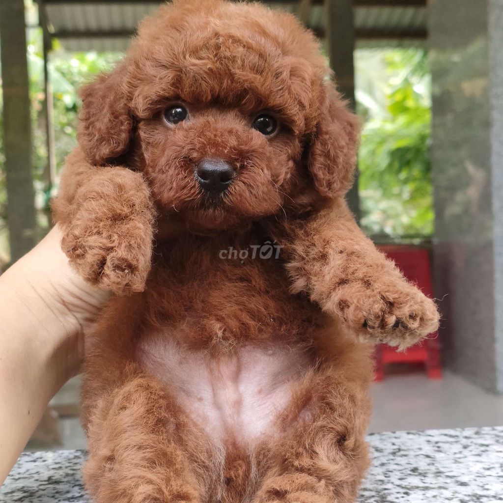 Chó Poodle con Nâu đỏ thuần chủng. Mua bán Chó tại Huyện Giồng Trôm Bến Tre được đăng bởi Thi hình 1