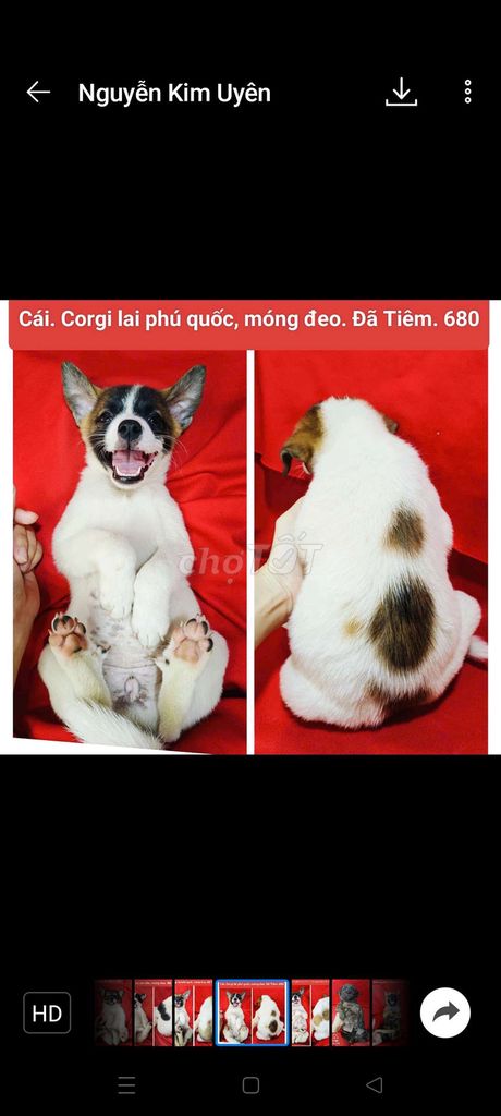 Lai chihuahua phú quốc corgi. Z@lo. Mua bán Chó tại Huyện Hóc Môn Tp Hồ Chí Minh được đăng bởi fb NH Táo bán điện thoại và chó mèo có ship hình 3