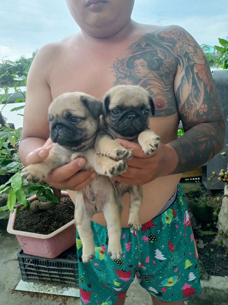 Pug nhà nuôi ạ. Mua bán Chó tại Quận 8 Tp Hồ Chí Minh được đăng bởi Pé Heo hình 5