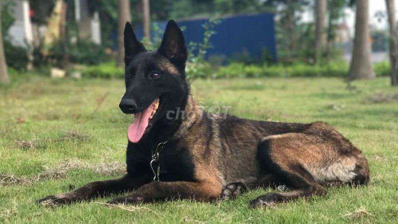 Chó Malinois (becgie Bỉ)