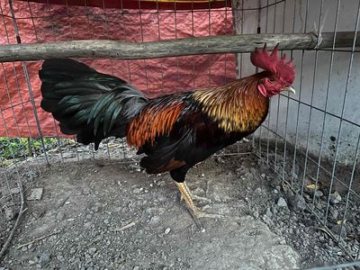 Que chân xanh 2kg4. Mua bán Gà tại Huyện Bình Chánh Tp Hồ Chí Minh được đăng bởi hoàng