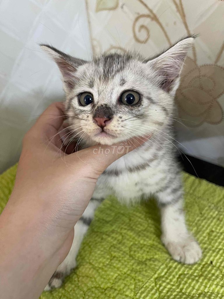 MÈO CON LAI ANH LÔNG DÀI 🐈