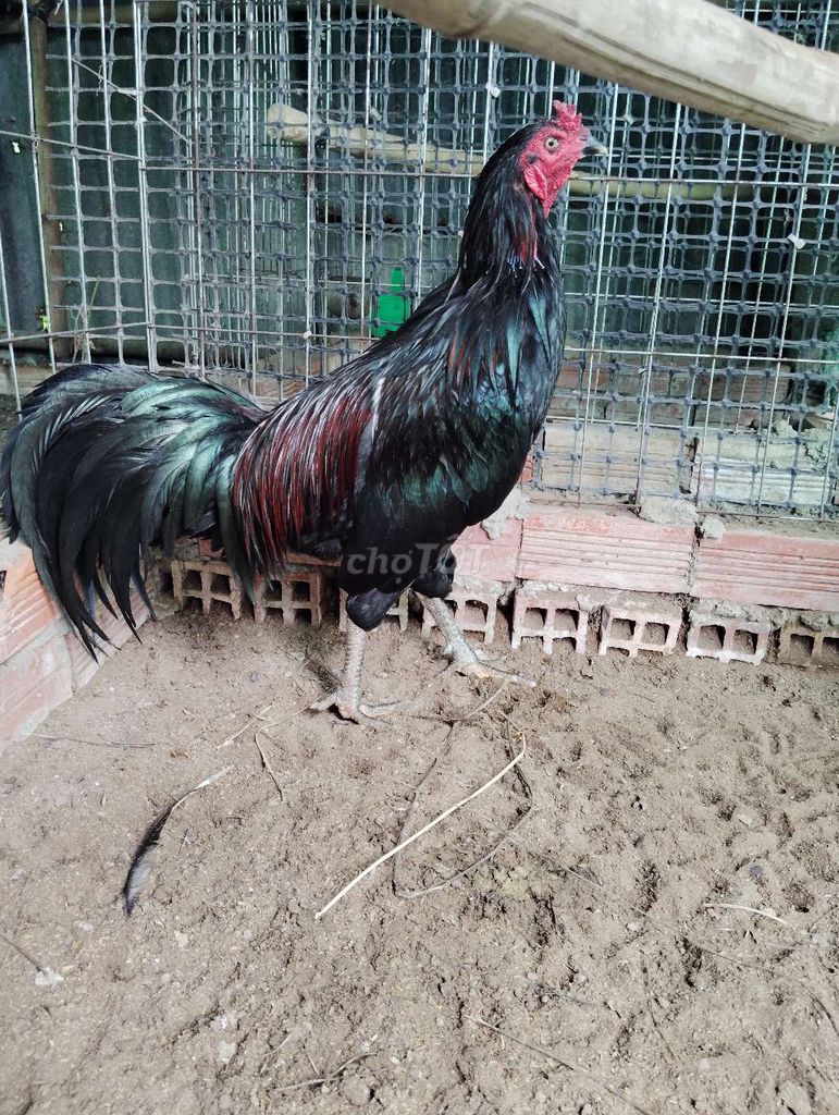 Gà trống 2.8kg Đen, đỏ, xanh. Mua bán Gà tại Huyện Trà Ôn Vĩnh Long được đăng bởi levanman hình 1