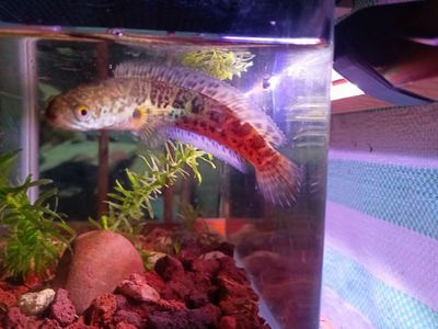 Cá lóc Nữ Hoàng 12cm Đa sắc