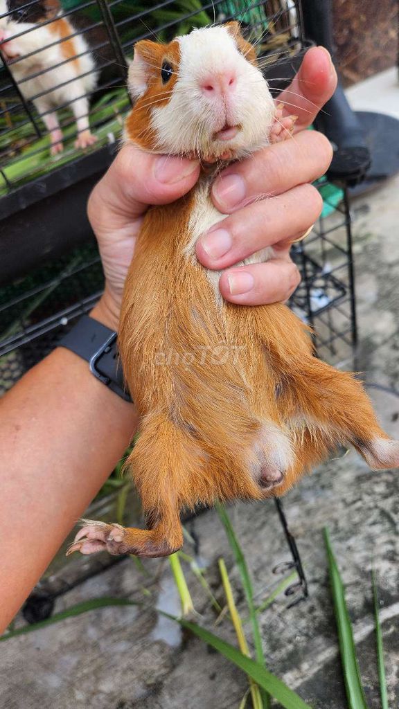 Bọ ú Nâu trắng trên 2 tháng tuổi. Mua bán Thú cưng khác tại Quận 12 Tp Hồ Chí Minh được đăng bởi Lâm hình 1