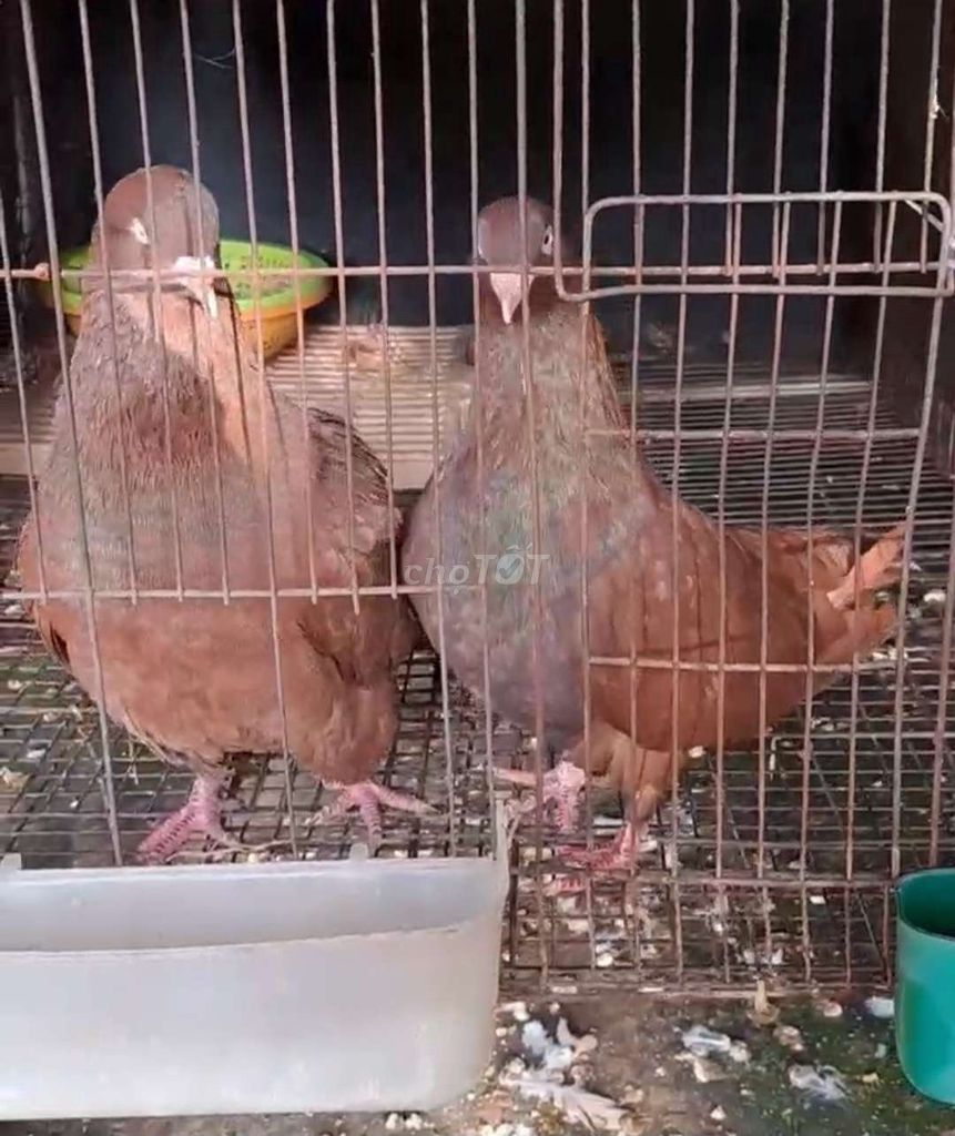 Chim bồ câu. Mua bán Chim tại Huyện Củ Chi Tp Hồ Chí Minh được đăng bởi Anh  Mười hình 1