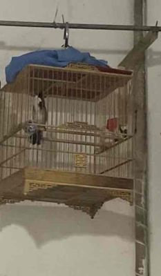 cfe cứng chim chuẩn huế. Mua bán Chim tại Thành phố Thuận An Bình Dương được đăng bởi Trai Huế 