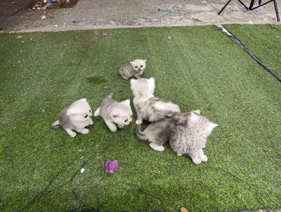 Tìm chủ cho đàn mèo nhà chăm