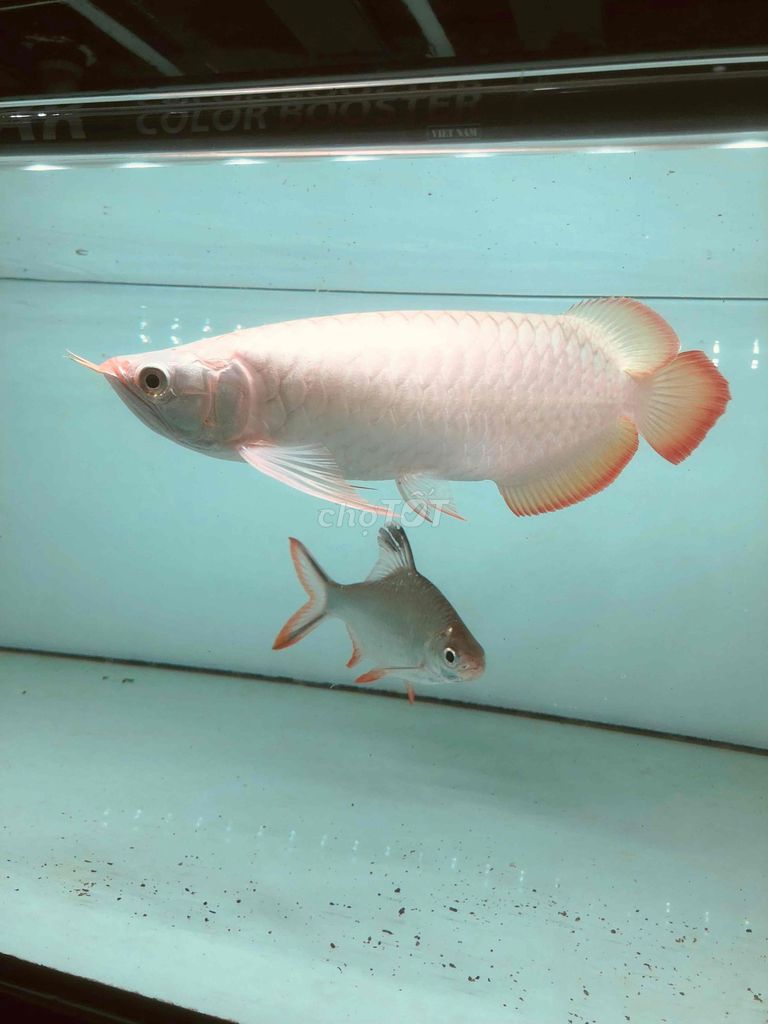 Cá Rồng Trắng 33cm. Mua bán Thú cưng khác tại Thành phố Bà Rịa Bà Rịa - Vũng Tàu được đăng bởi Thuận Mèo hình 1