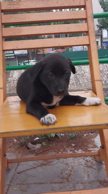 Chó cái 3 tháng ( hắc bạch vô thường ) hanoi