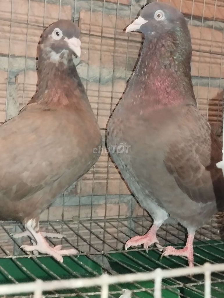 Bồ câu gà Cặp Sinh sản tốt Khoẻ mạnh. Mua bán Chim tại Quận 12 Tp Hồ Chí Minh được đăng bởi Cô Hiền hình 1