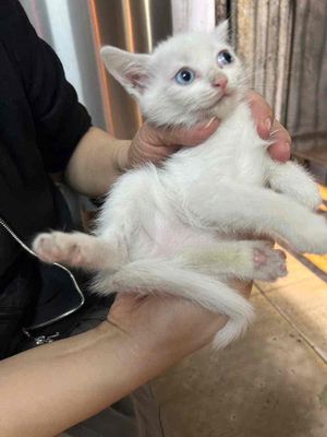 mèo con lai ngoan xinh. Mua bán Mèo tại Quận Hoàng Mai Hà Nội được đăng bởi Nguyễn Thanh Xuân