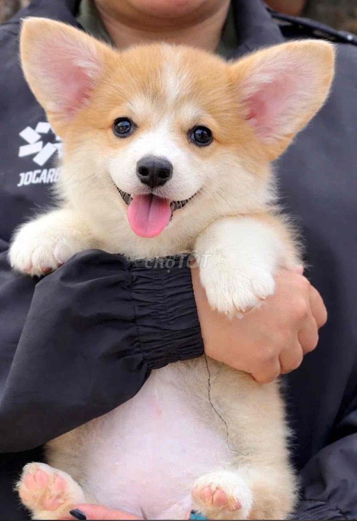 Chó Corgi con lông ngắn đã tiêm. Mua bán Chó tại Huyện Bình Chánh Tp Hồ Chí Minh được đăng bởi mini pet house sài gòn hình 1