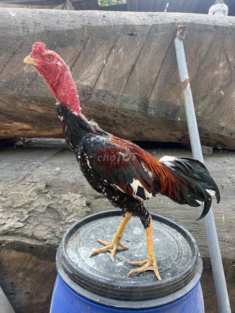gà tơ 8th. Mua bán Gà tại Huyện Thanh Trì Hà Nội được đăng bởi Quốc Thắng hình 1