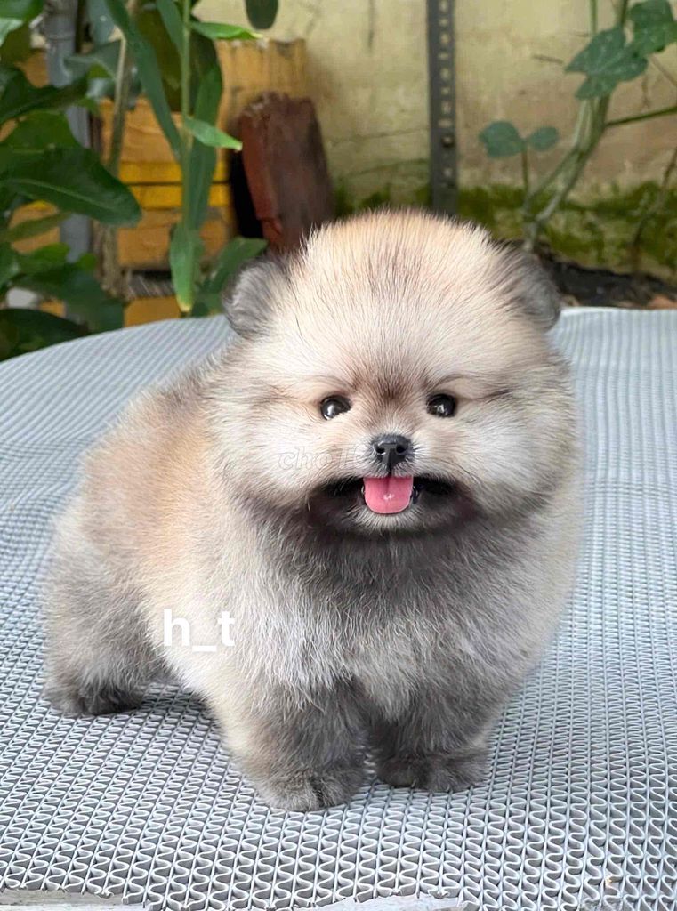 Chó Pomeranian 2 tháng nhiều màu. Mua bán Chó tại Quận Bình Tân Tp Hồ Chí Minh được đăng bởi huỳnh thật  hình 1