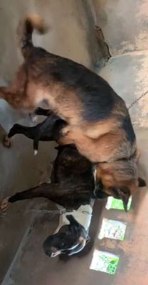 thanh lý Chó Becgie Đức đực 3 tuổi