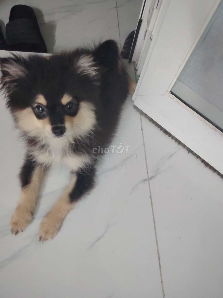 Chó Phốc Sóc. Mua bán Chó tại Quận Tân Phú Tp Hồ Chí Minh được đăng bởi Đinh Vỹ hình 1