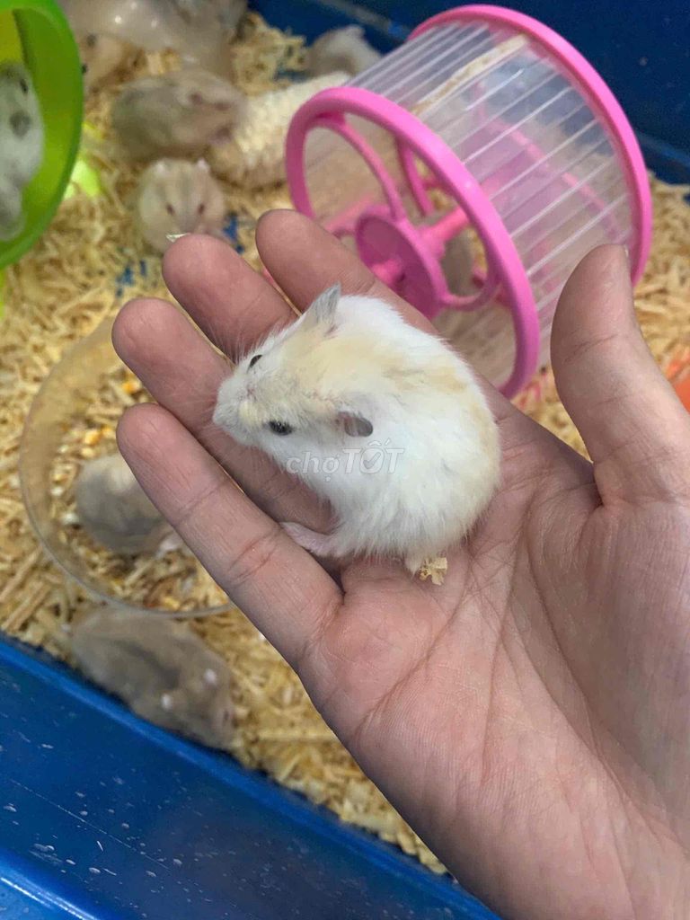 Hamster winter white baby xinh dễ thương